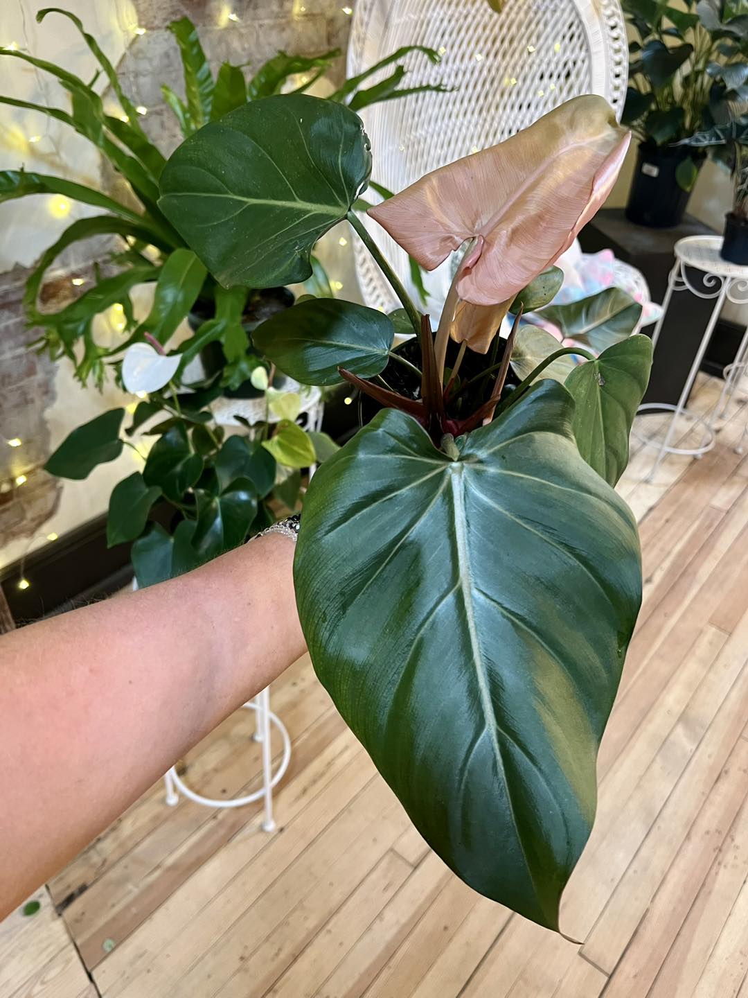 Philodendron Summer Glory 6"