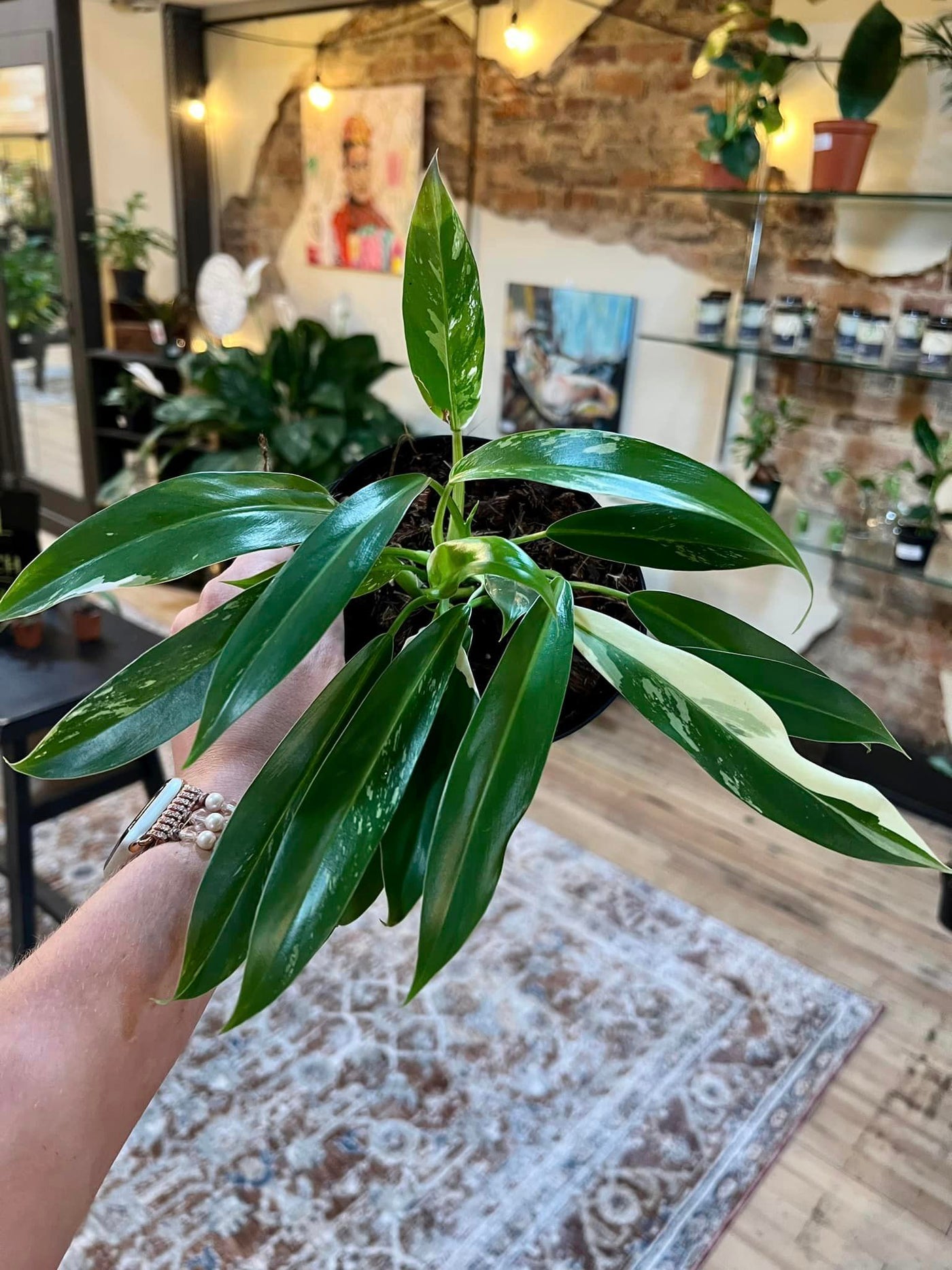 Philodendron Wend Imbe Variegated 6"