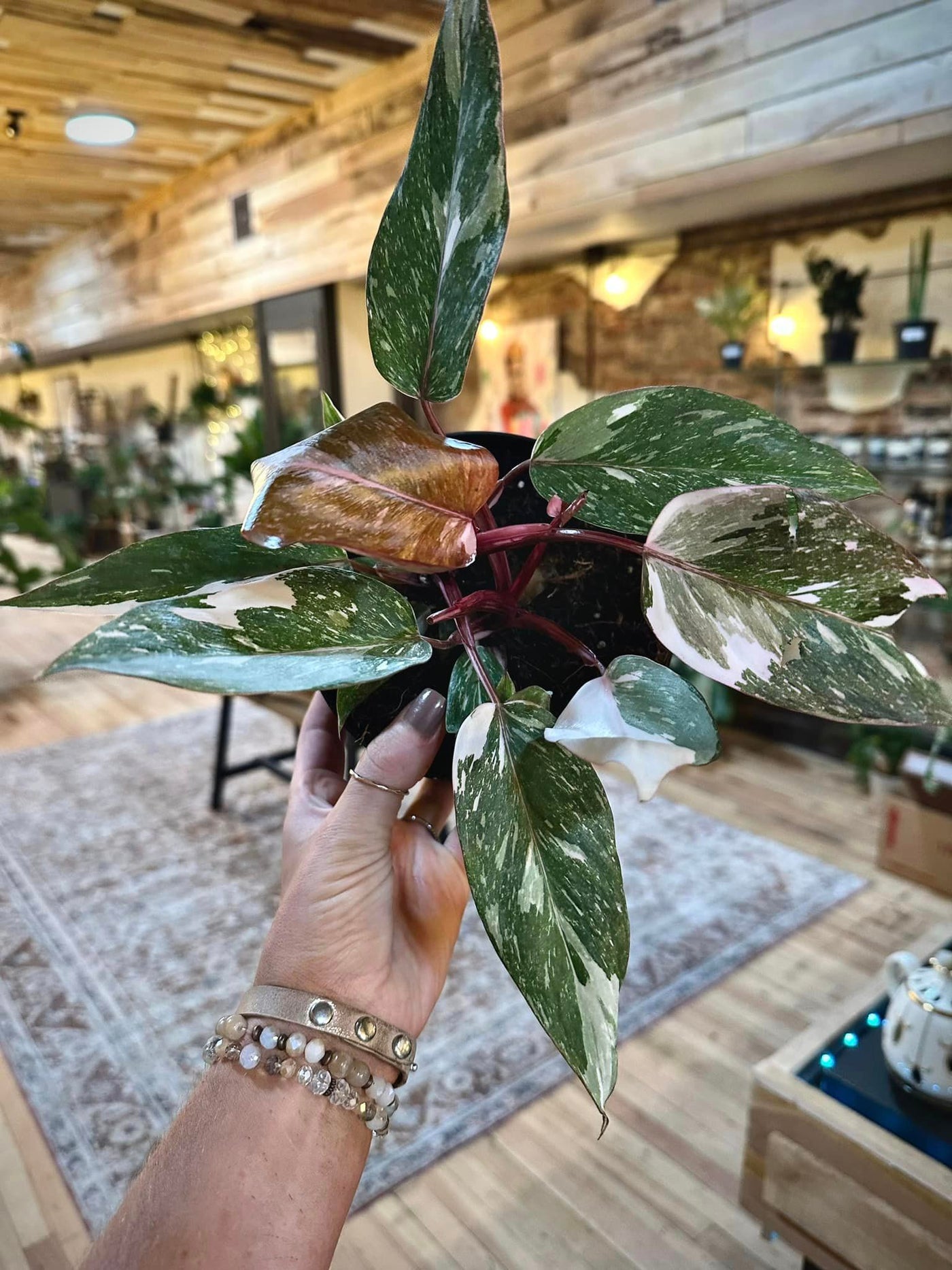 Pink Princess Philodendron 6"