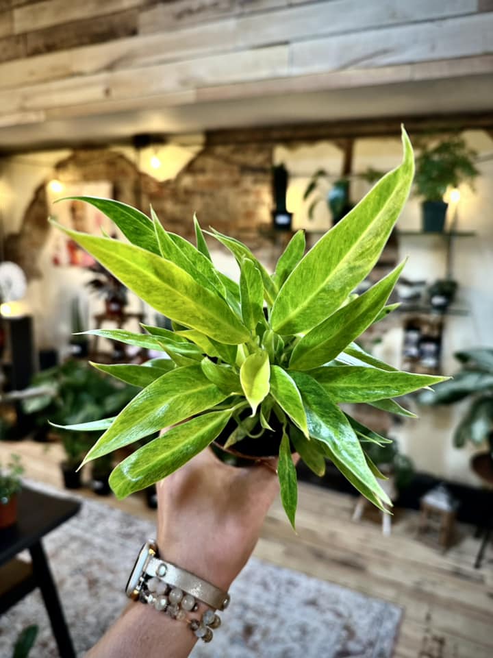 Philodendron Calkins Gold 4"