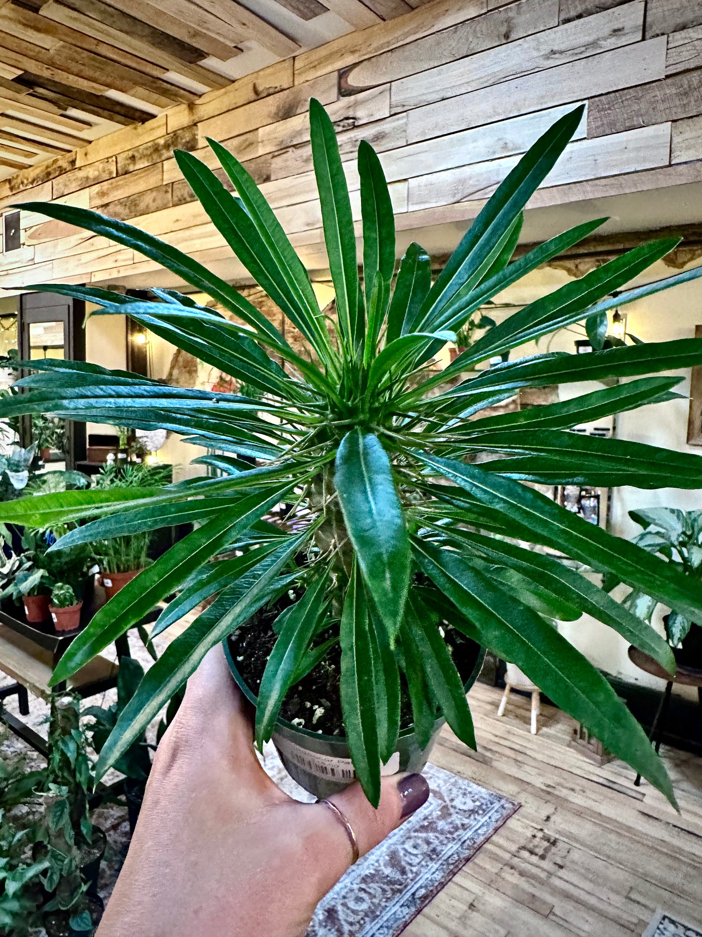 Madagascar Palm 4"