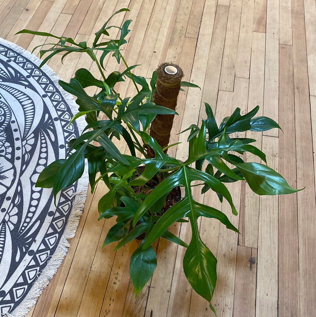 Philodendron Glad Hands Totem 8"