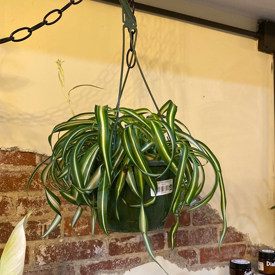 Curly Spider Plant Basket 8"