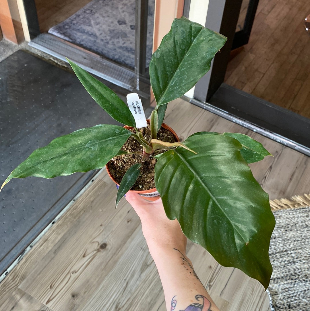 Philodendron Choco Empress 3"