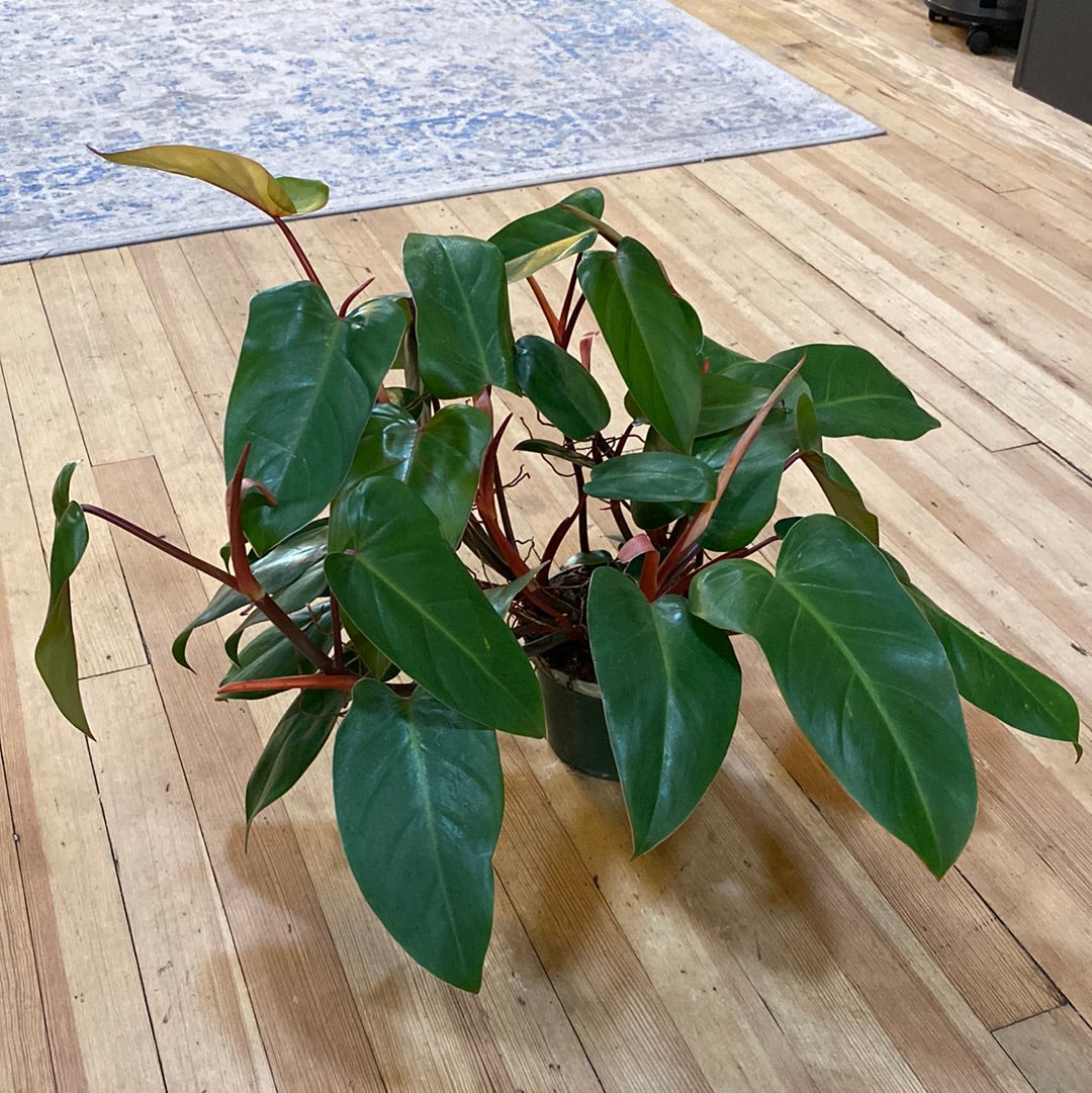 Philodendron Red Emerald 6"