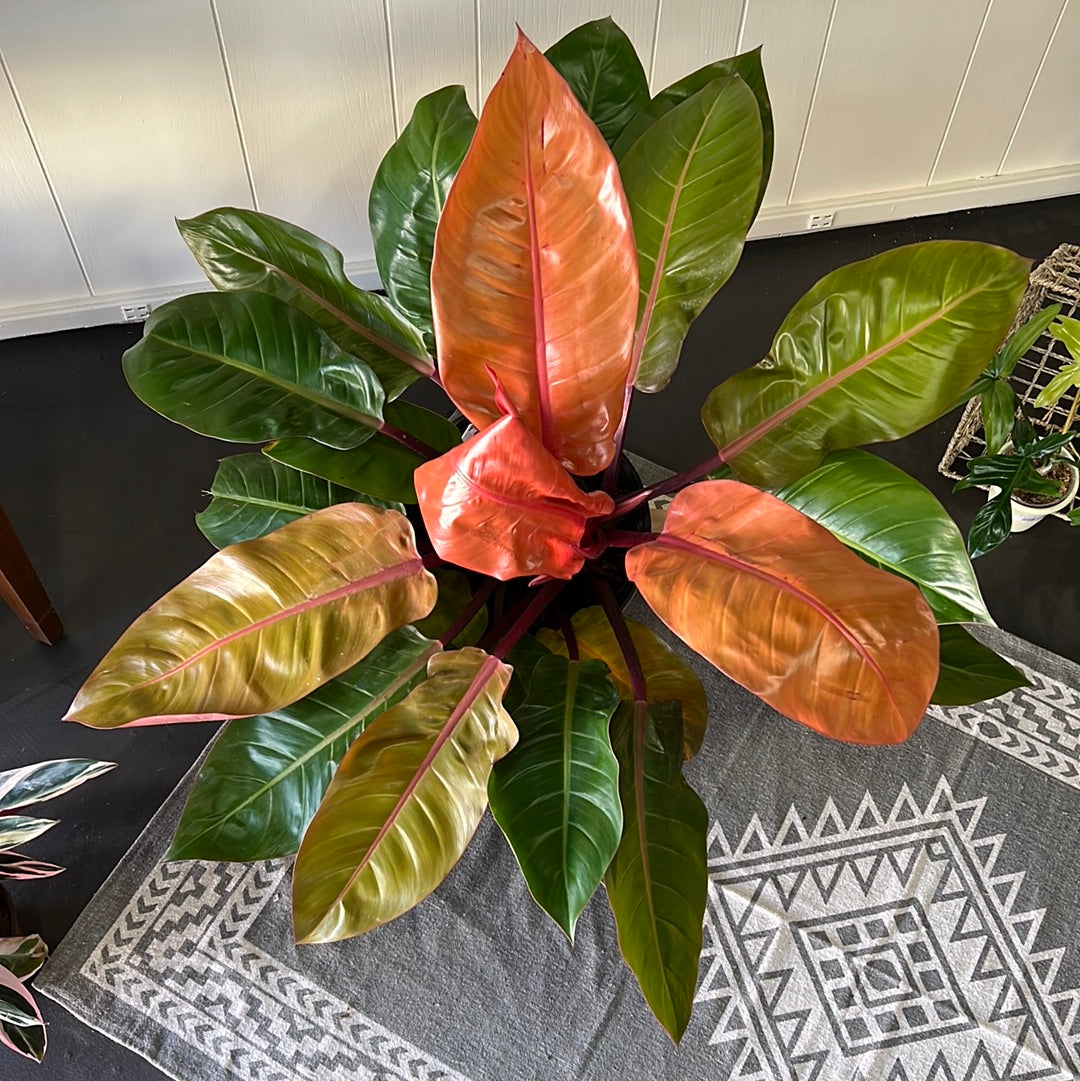Philodendron Prince of Orange 10"