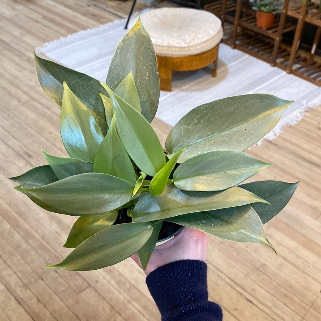 Philodendron Silver Sword 4"