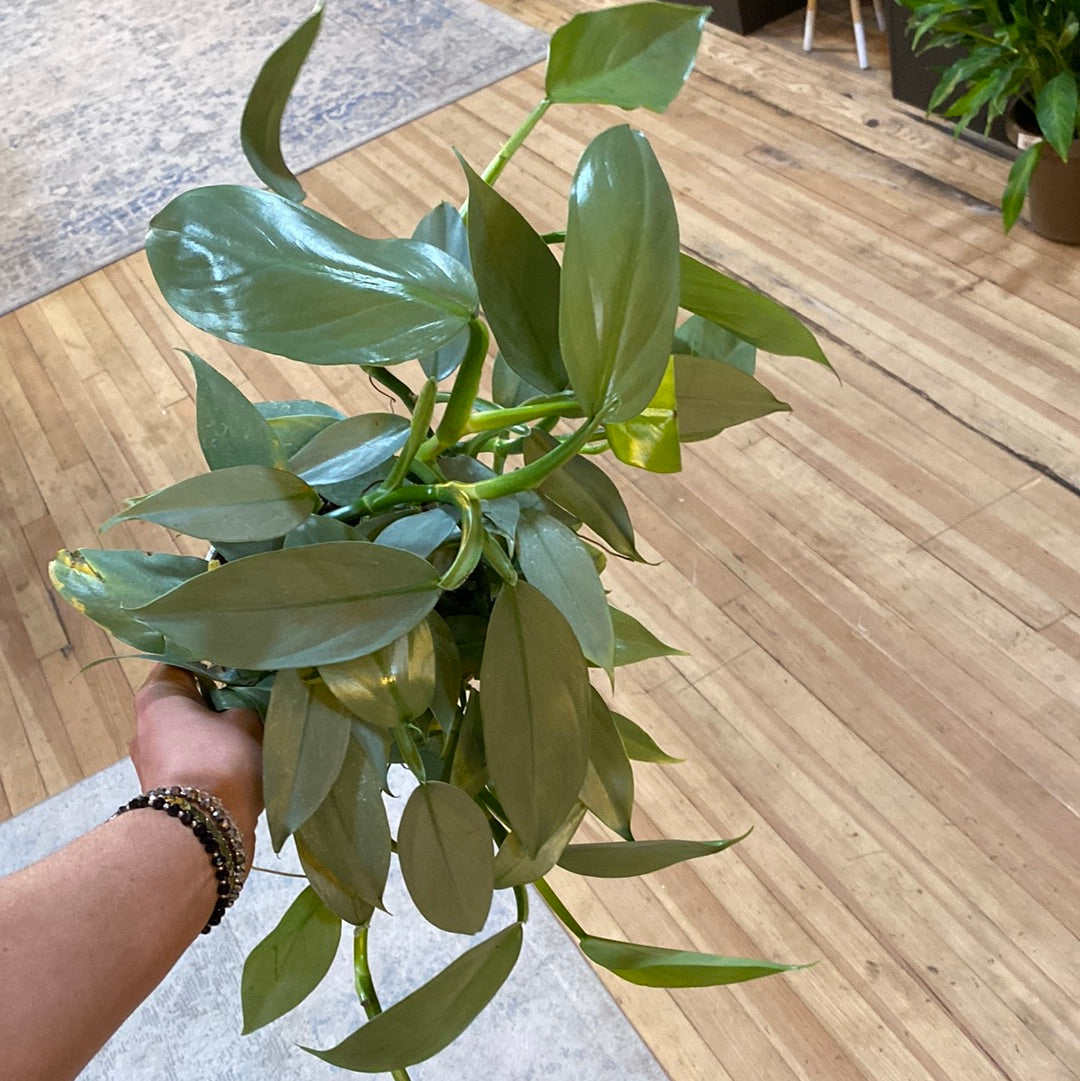 Philodendron Silver Sword 6"