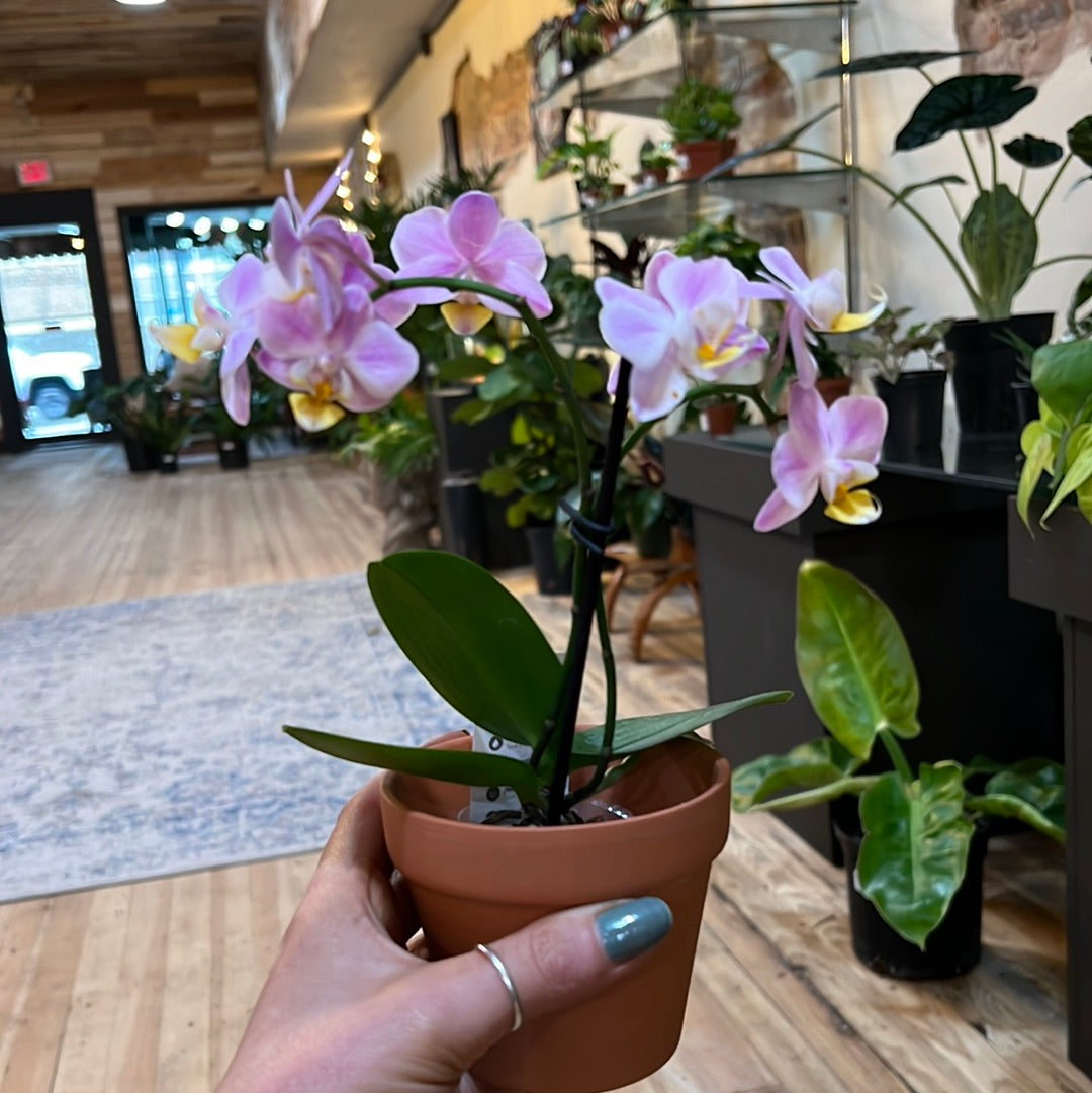 Mini Orchid 2.5"