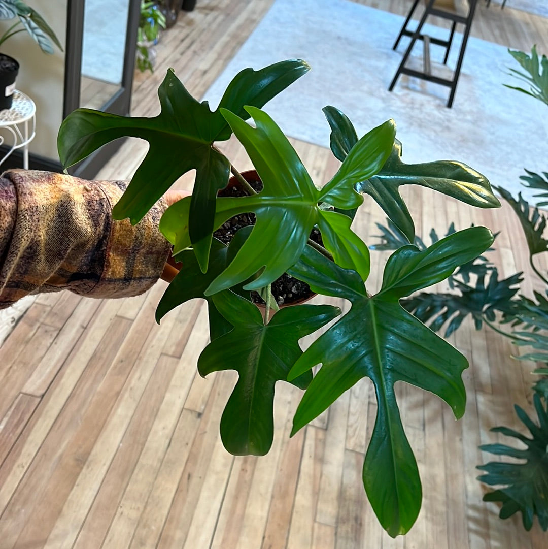 Philodendron Florida Hybrid 6"