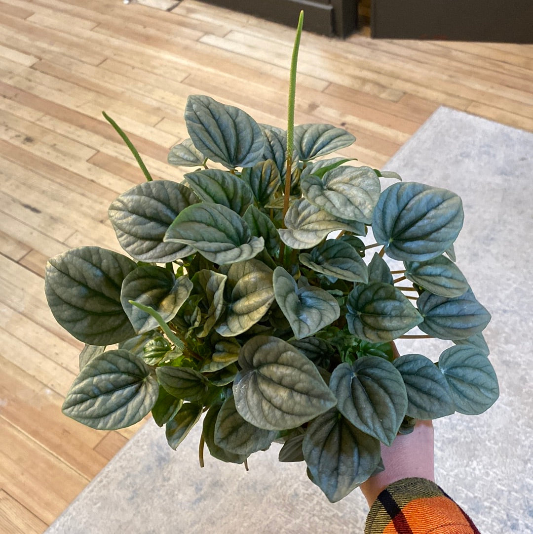 Peperomia Frost 6"