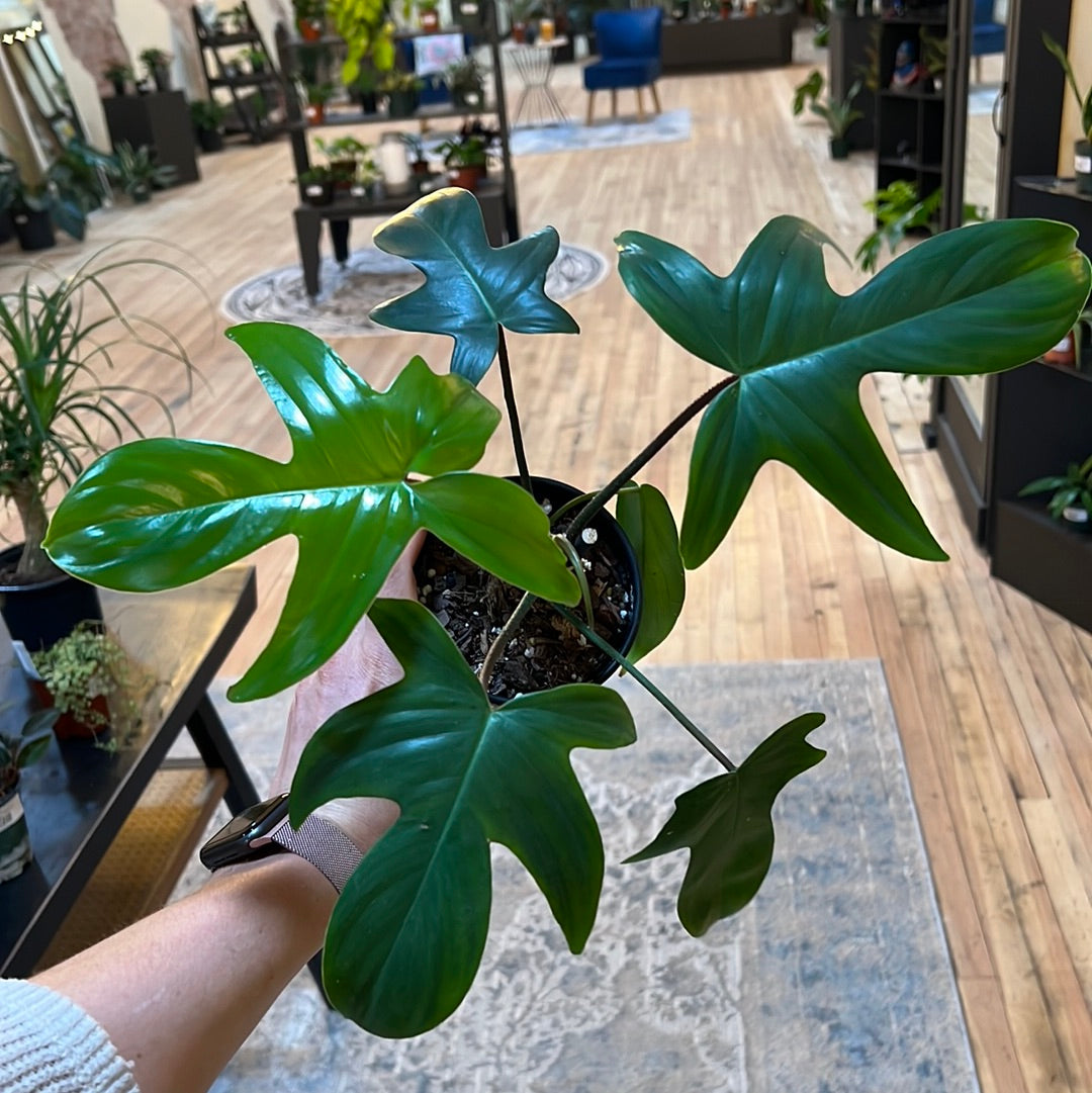 Philodendron Florida Beauty 4"
