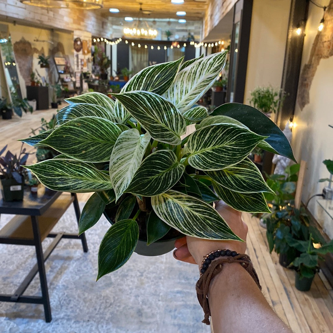 Philodendron Birkin 6"