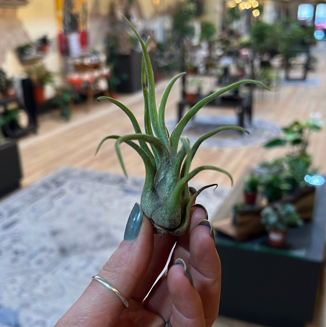 Air Plant 1 for $2
