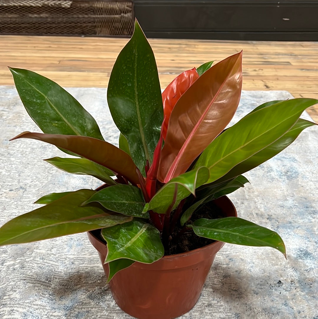 Philodendron Prince of Orange 8"