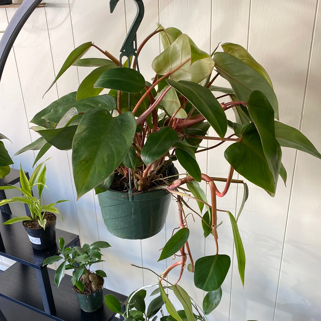 Philodendron Red Emerald Basket 8"
